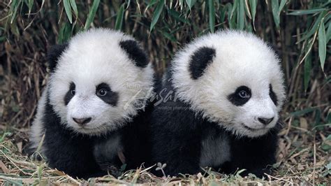 Pandai CIDOS .